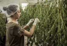 From Seed to Harvest: A Complete Guide For Autoflowering Plants